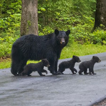 סביירוויל Heavenly Bear, Hot Tub, 1089 Of Free Attraction Tickets For Each Paid Day, Dollywood And More מראה חיצוני תמונה